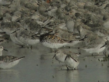 Great Knot - ML616947710