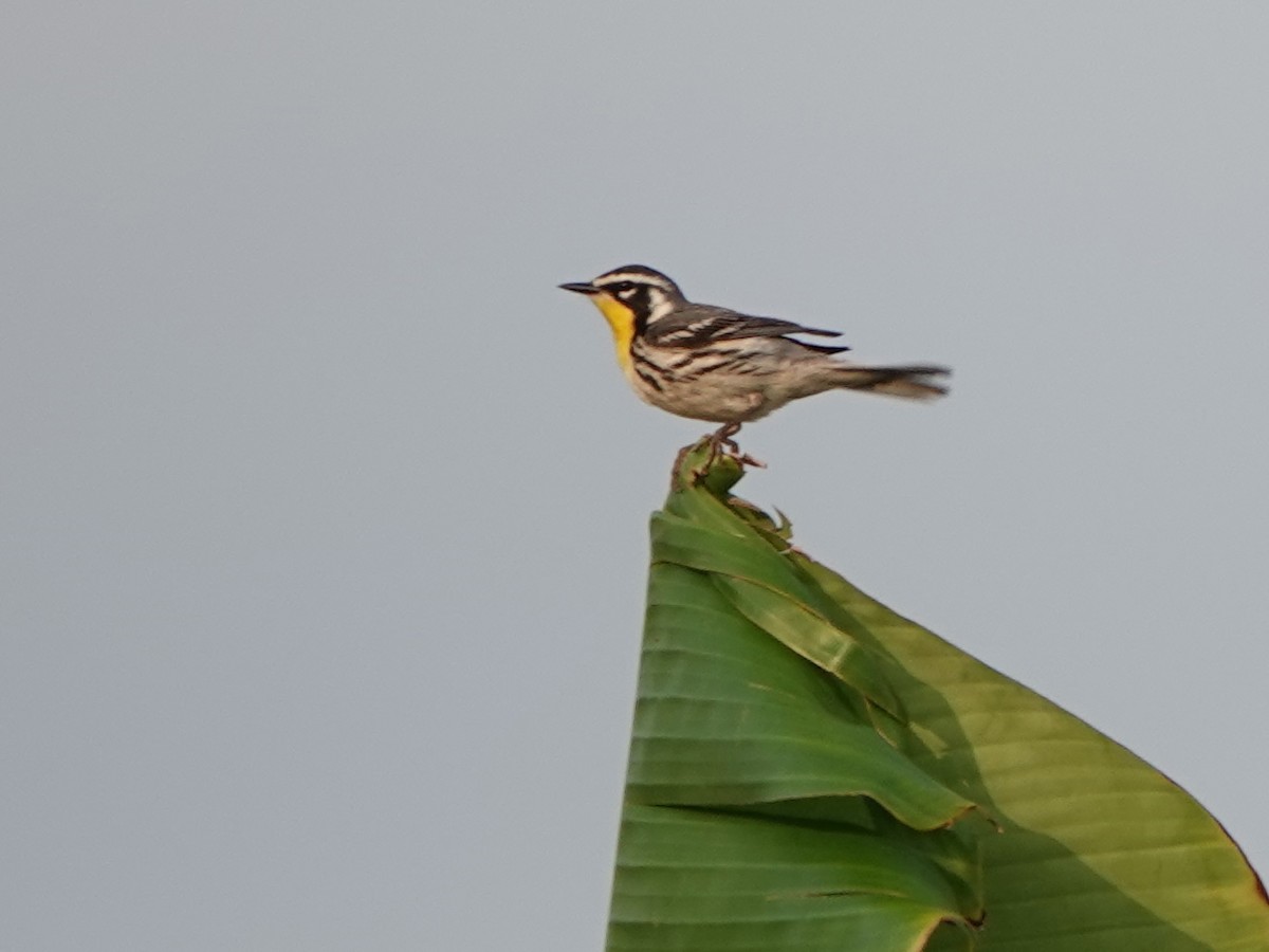 Yellow-throated Warbler - Liz Soria