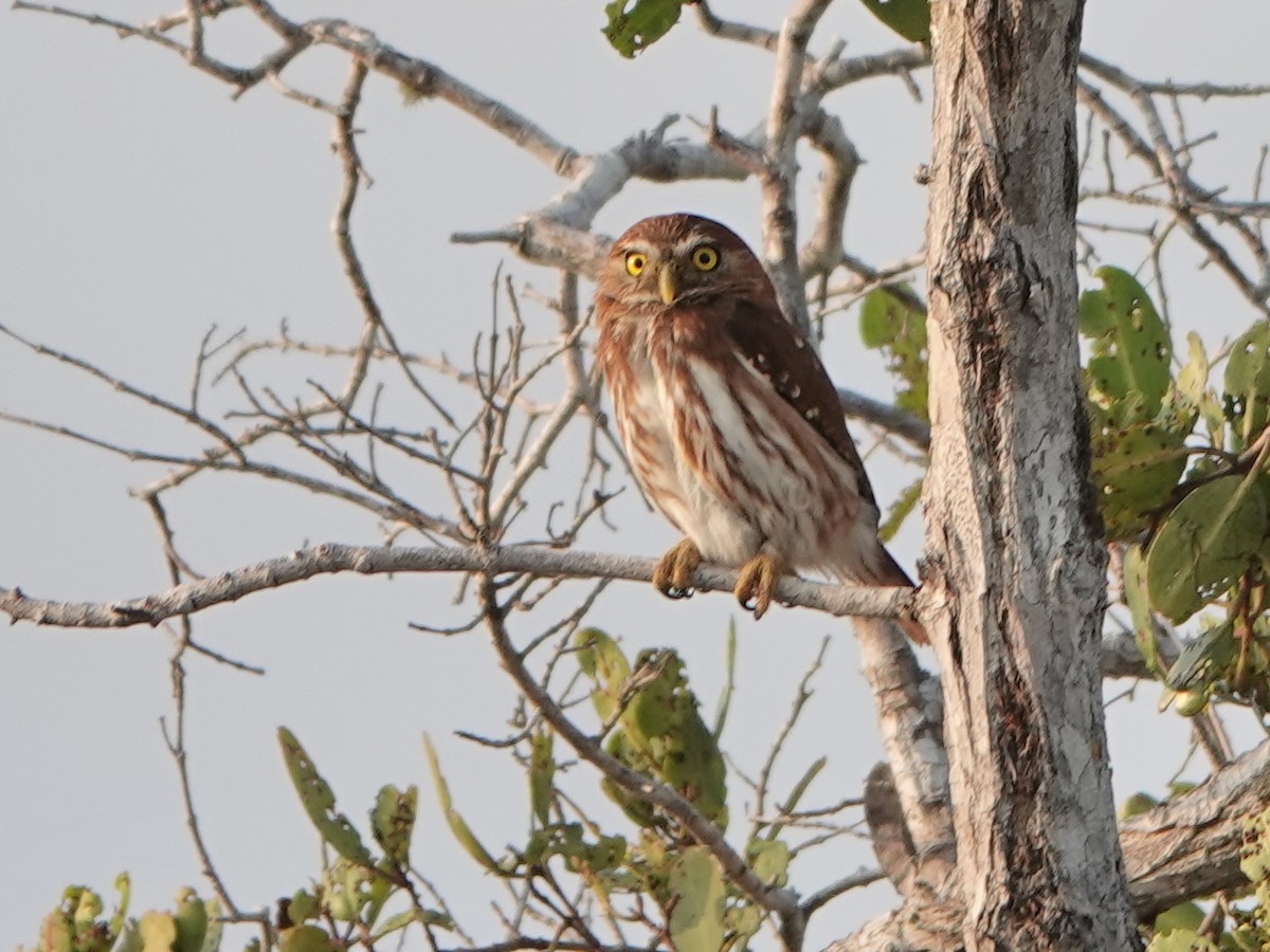 Ferruginous Pygmy-Owl - Liz Soria