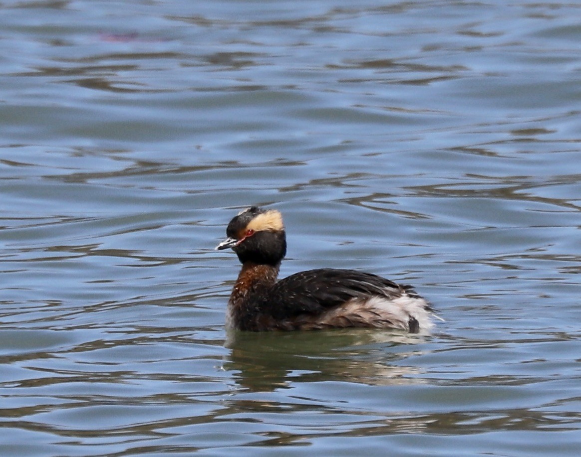 Horned Grebe - ML616947750