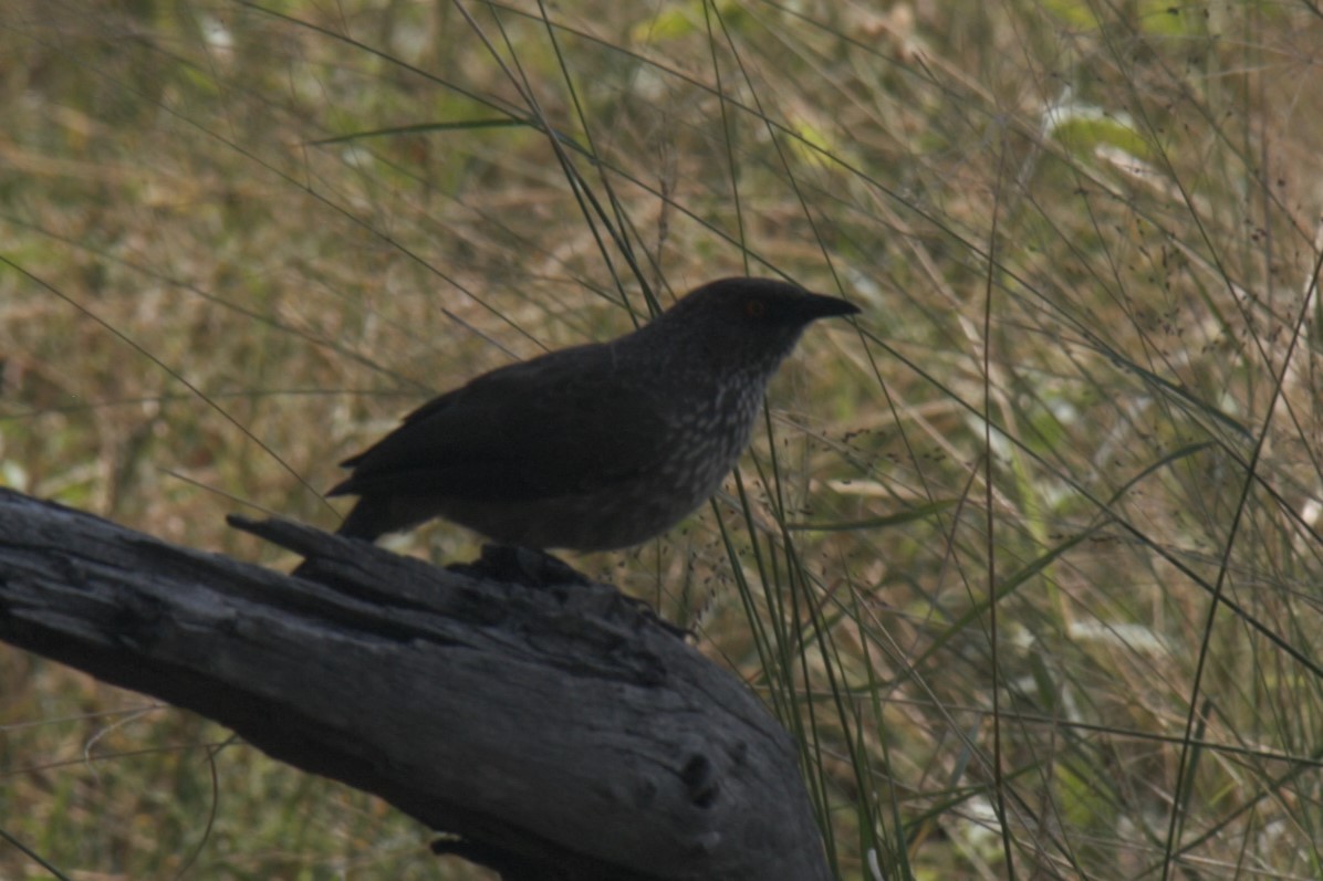 Arrow-marked Babbler - ML616947759