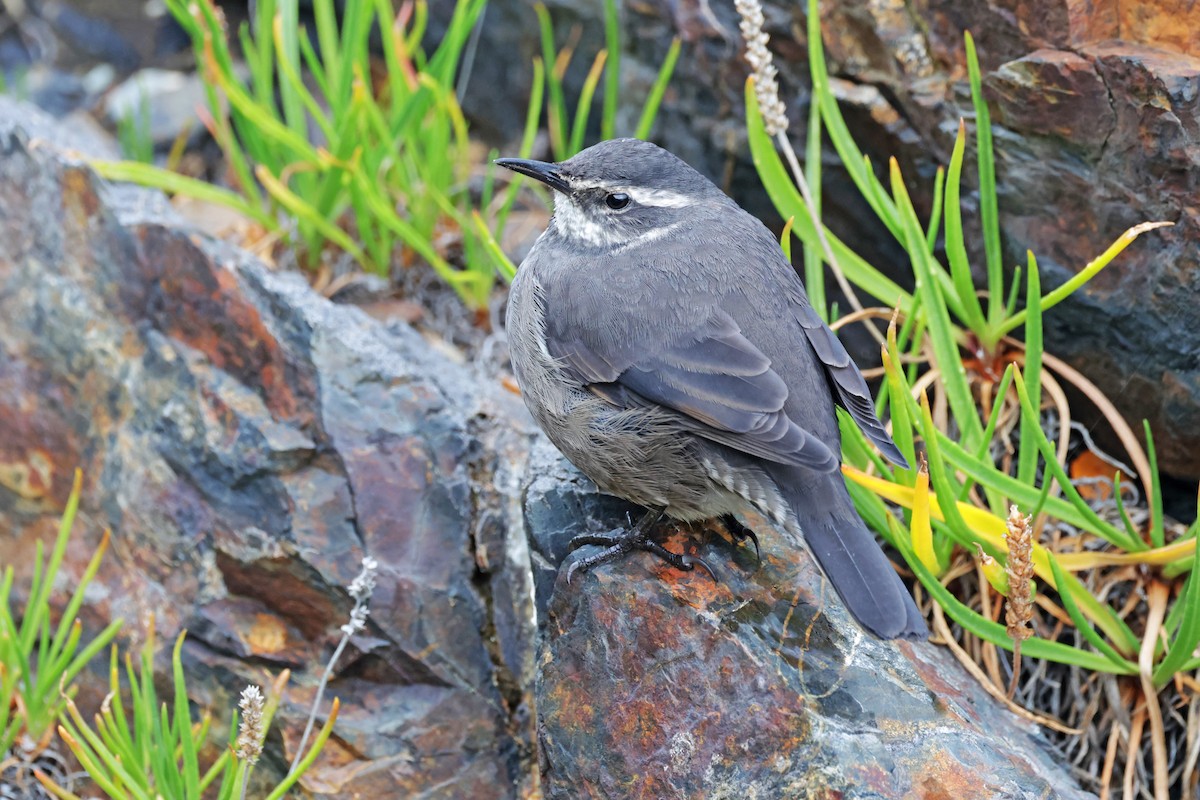 Dark-bellied Cinclodes - ML616947764