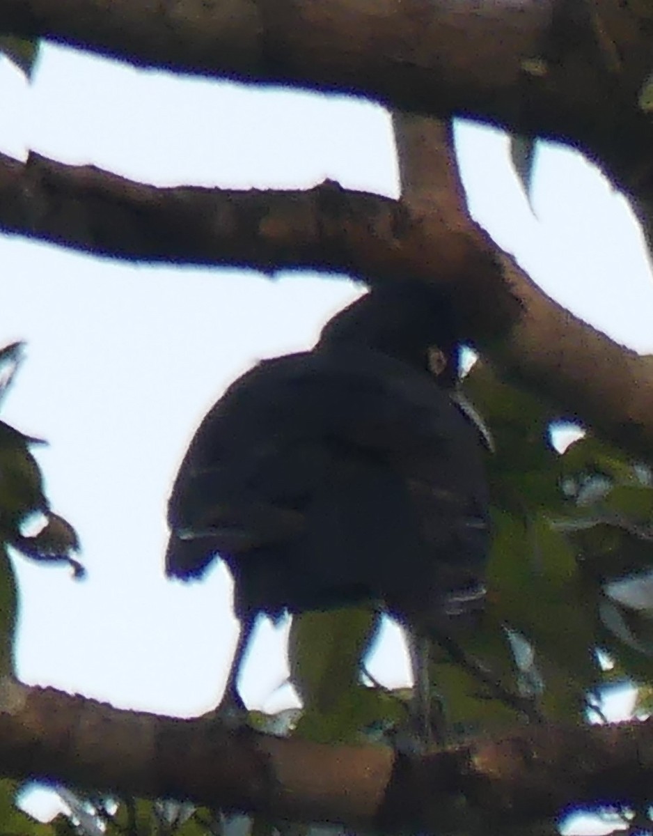 Амазонская зонтичная птица - ML616947779