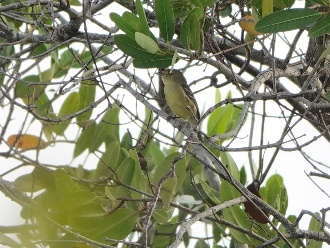 Mangrove Vireo - ML616947792