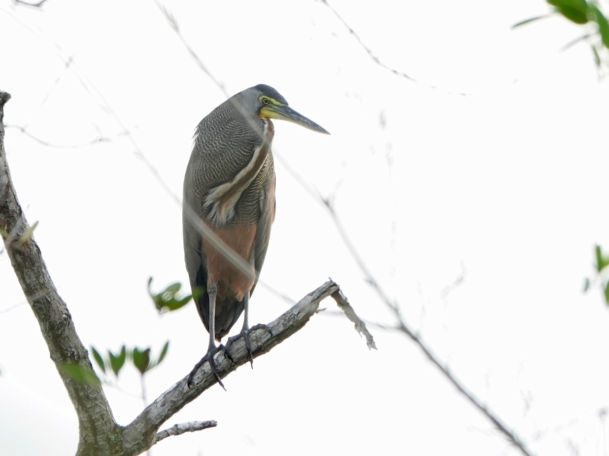 Bare-throated Tiger-Heron - Liz Soria