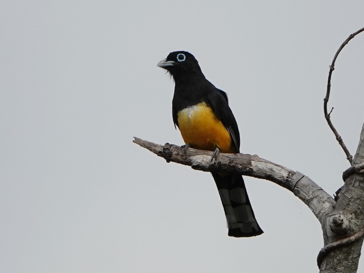 Black-headed Trogon - Liz Soria