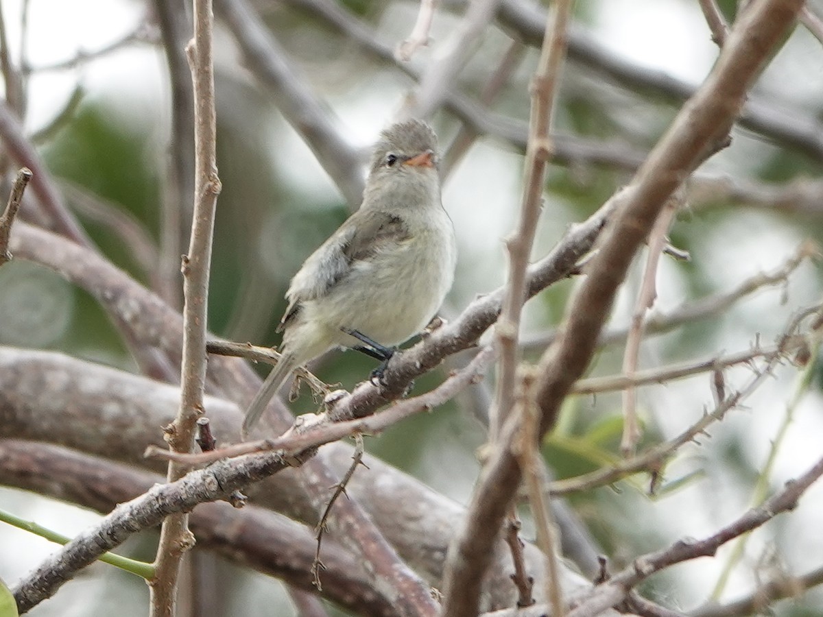 Northern Beardless-Tyrannulet - ML616947814