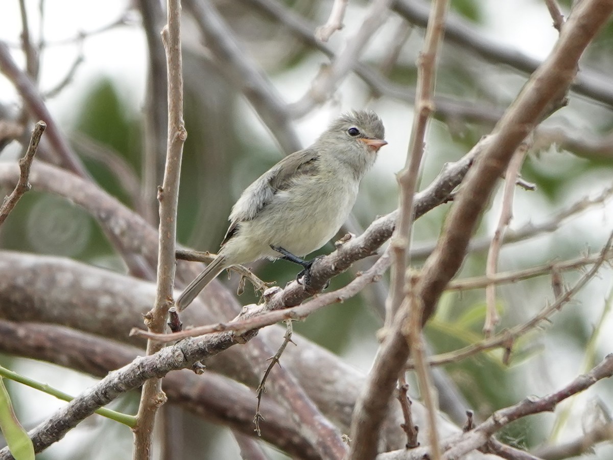 Northern Beardless-Tyrannulet - ML616947815