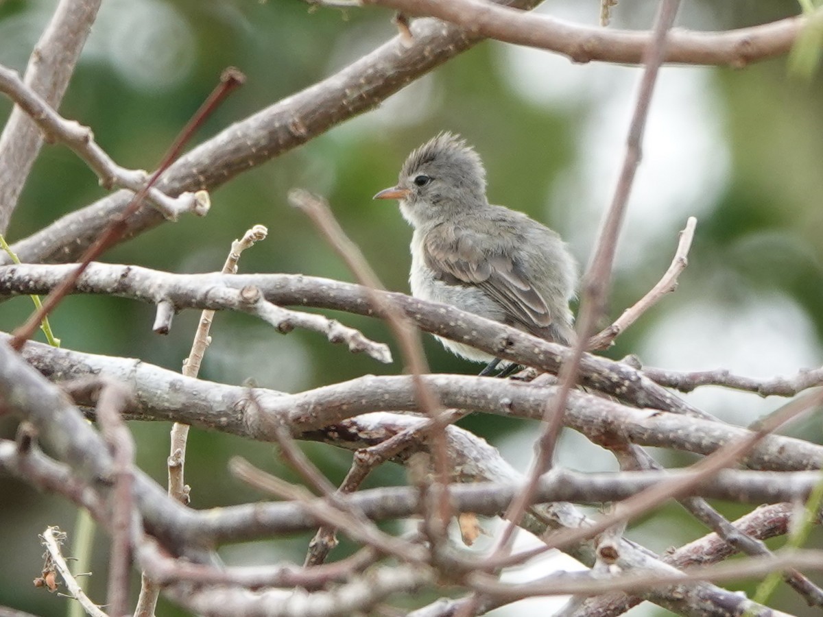 Northern Beardless-Tyrannulet - Liz Soria