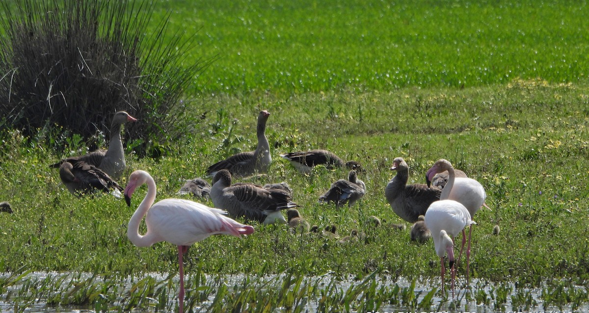 Graylag Goose - Antonio Villegas Santaella