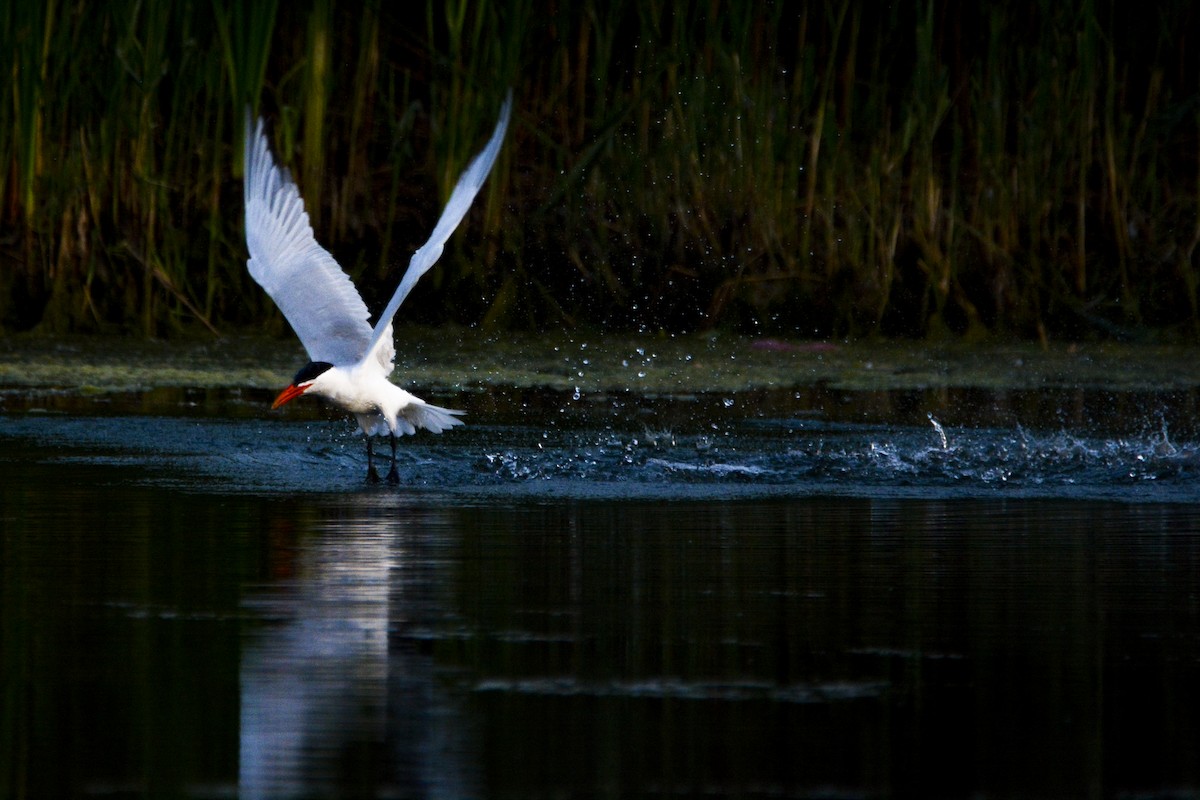 Caspian Tern - Jax Nasimok