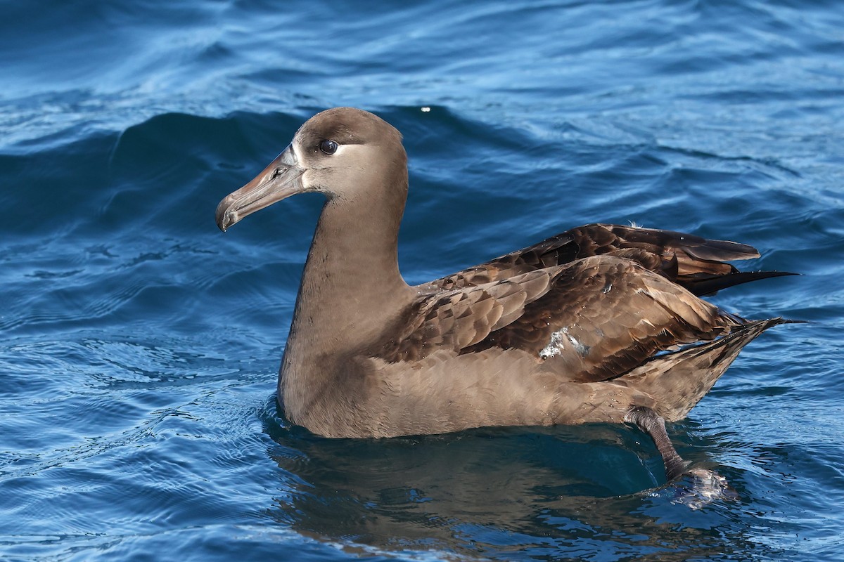 Black-footed Albatross - Keith Leland