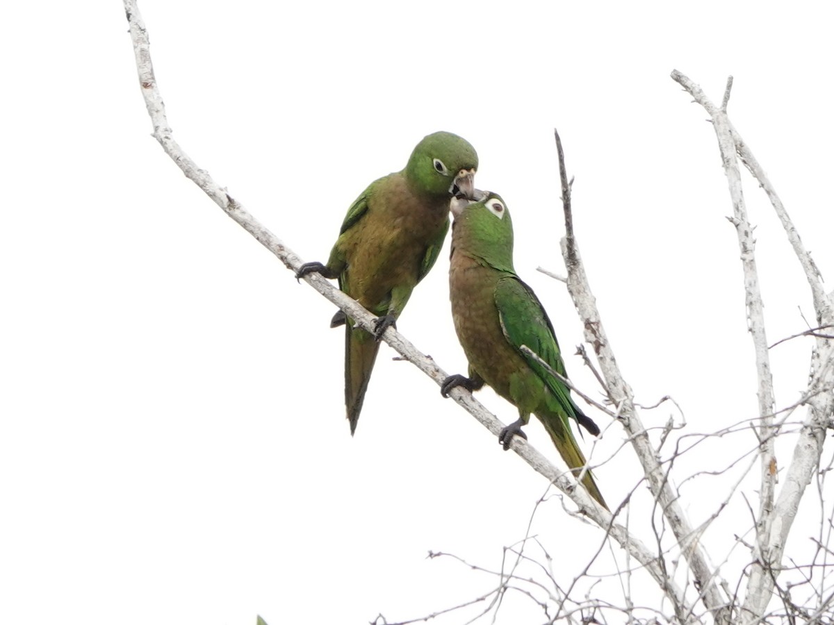 Olive-throated Parakeet - Liz Soria