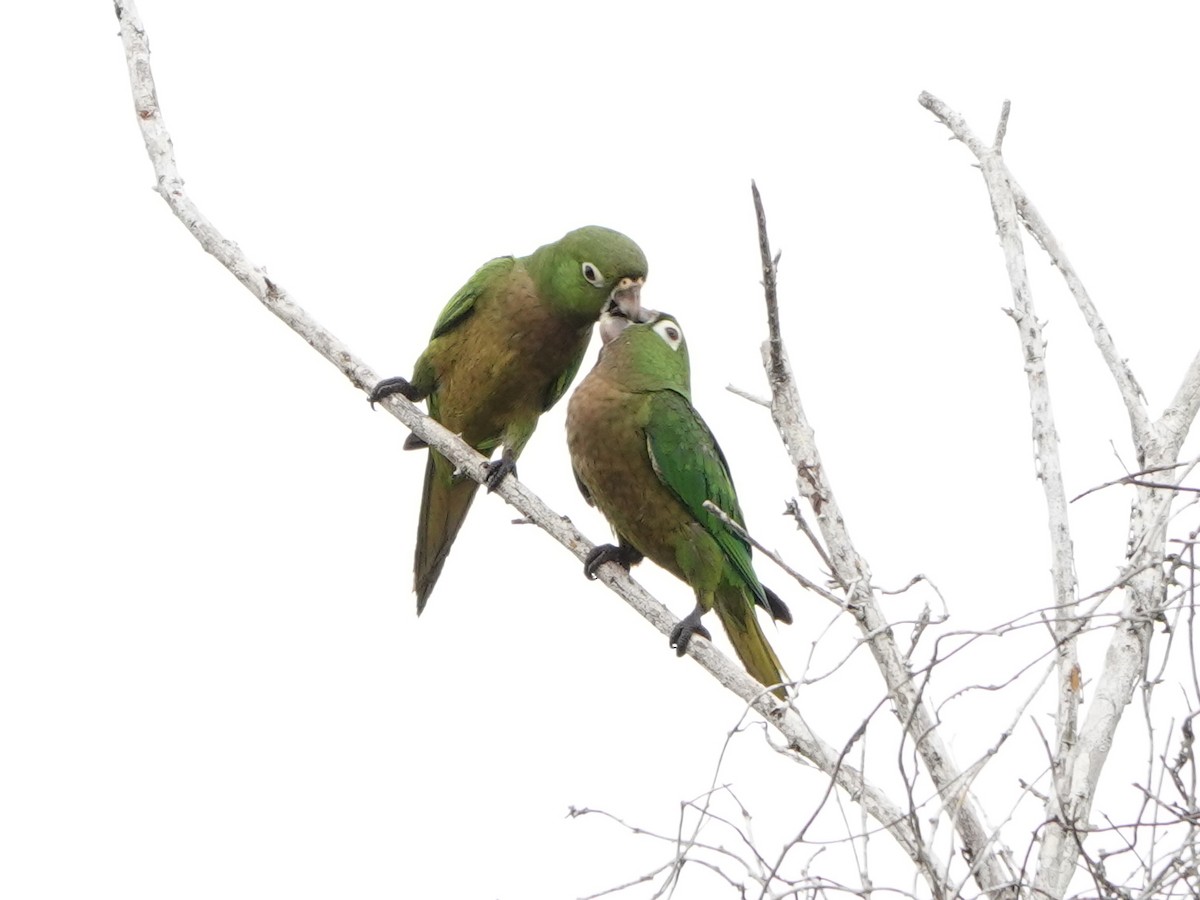 Olive-throated Parakeet - Liz Soria