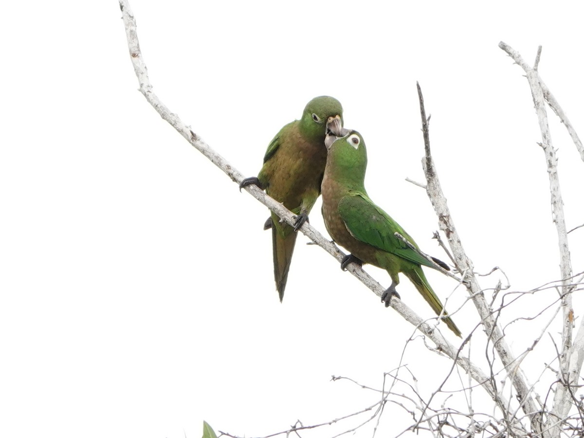 Olive-throated Parakeet - Liz Soria