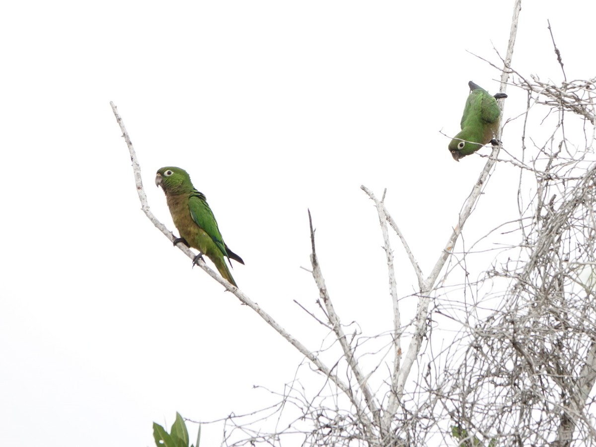 Olive-throated Parakeet - Liz Soria