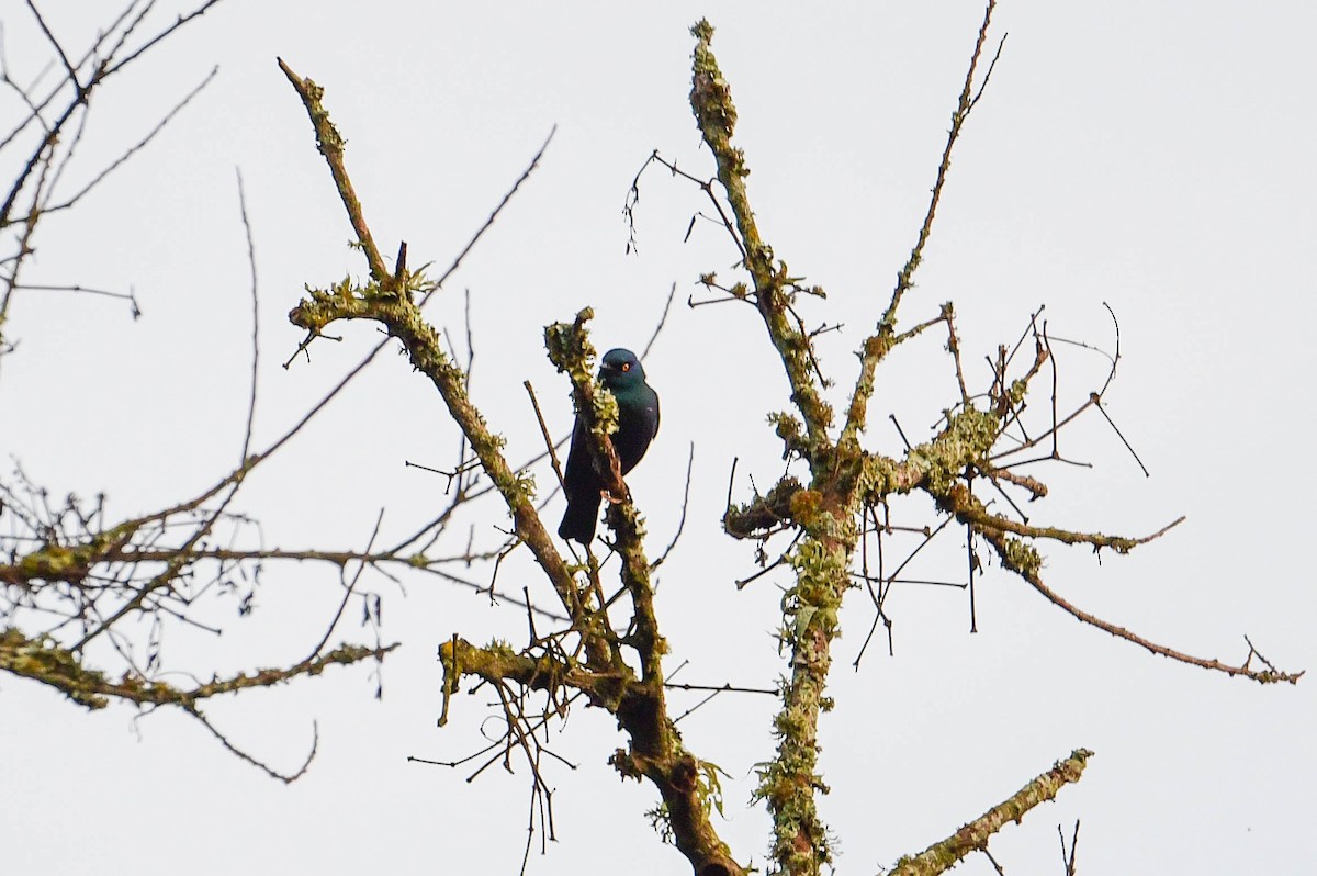 Black-bellied Starling - ML616947848