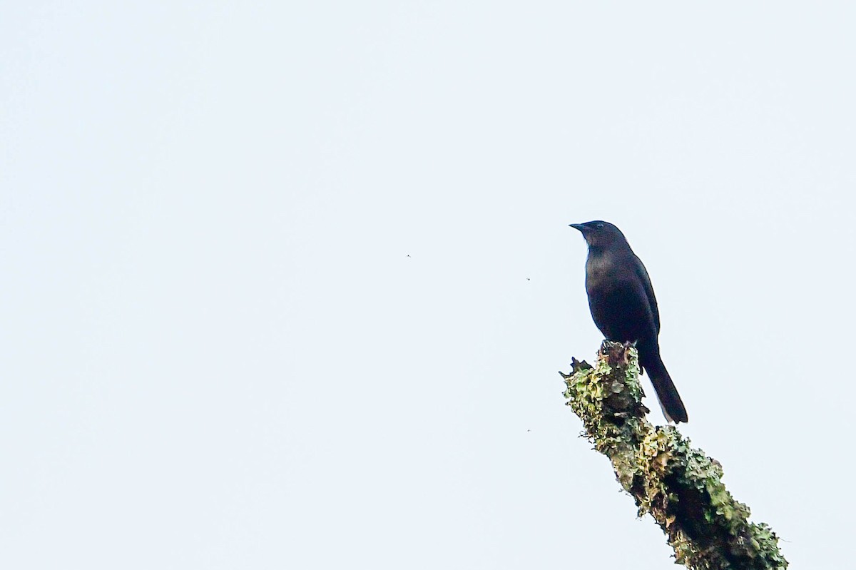 Kenrick's Starling - ML616947853