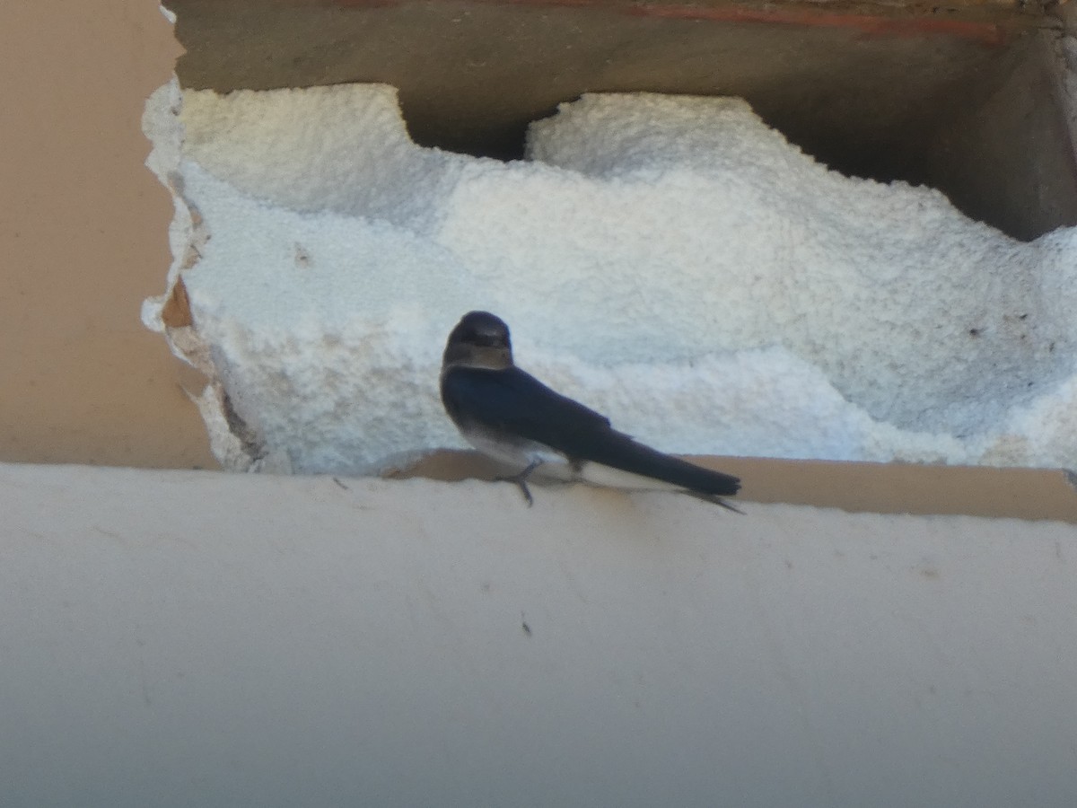 Cave Swallow - ML616947856