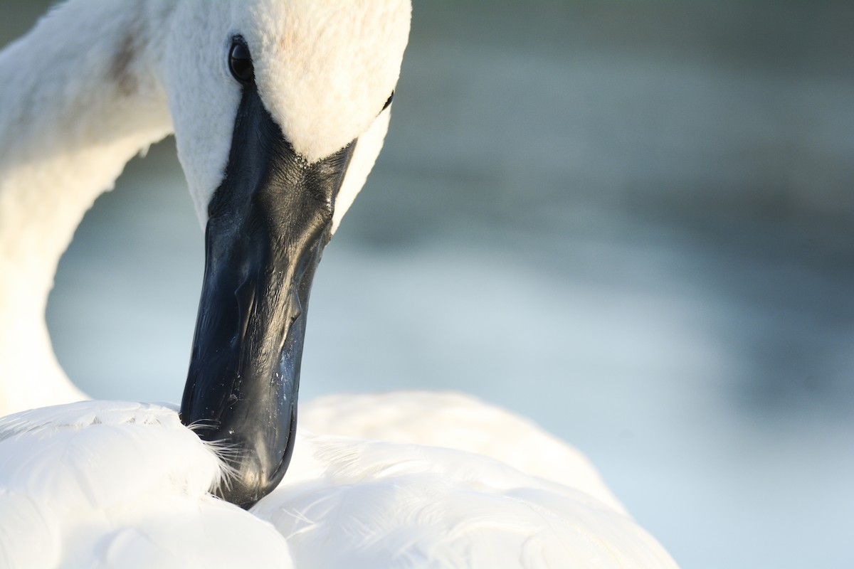 Trumpeter Swan - Jax Nasimok