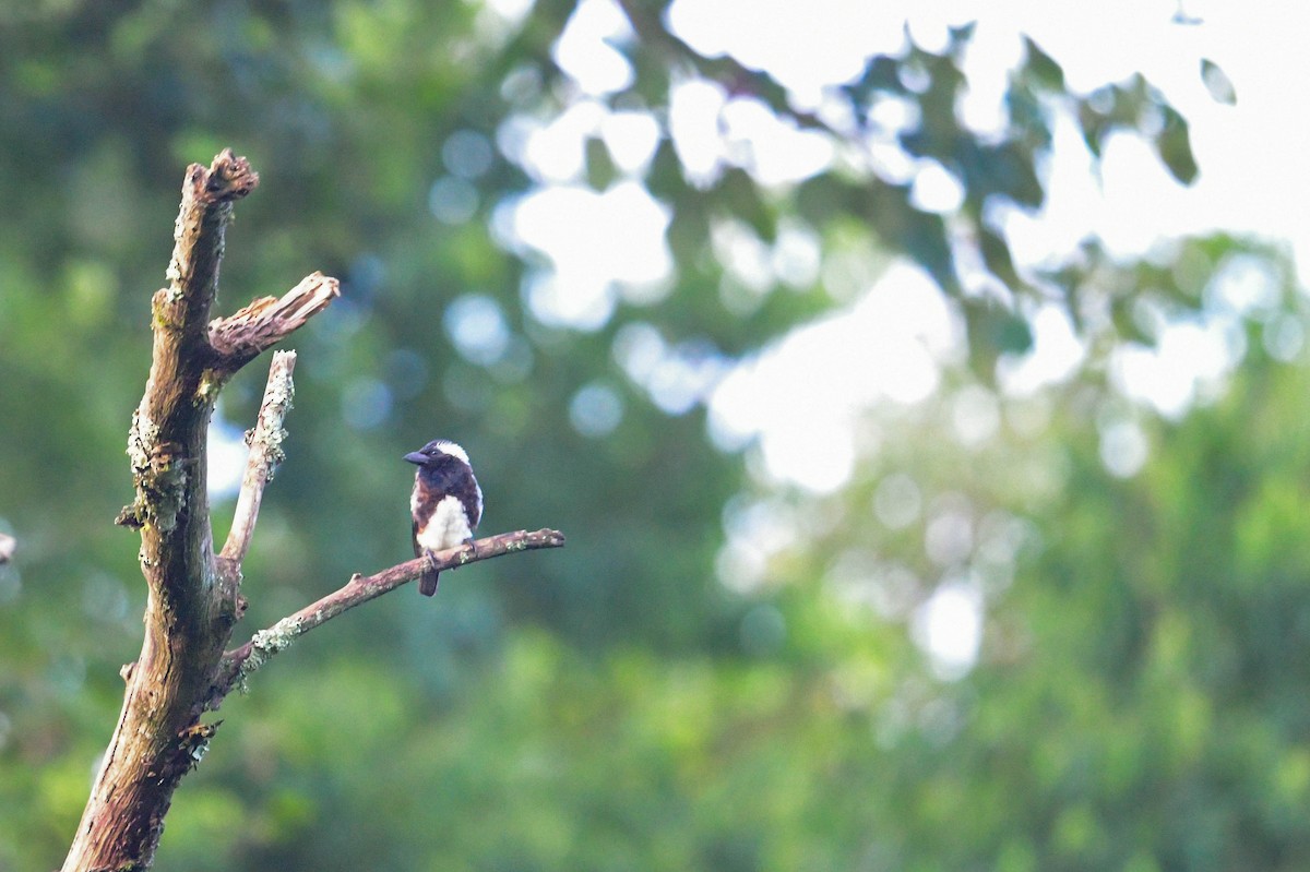 White-eared Barbet - ML616947867