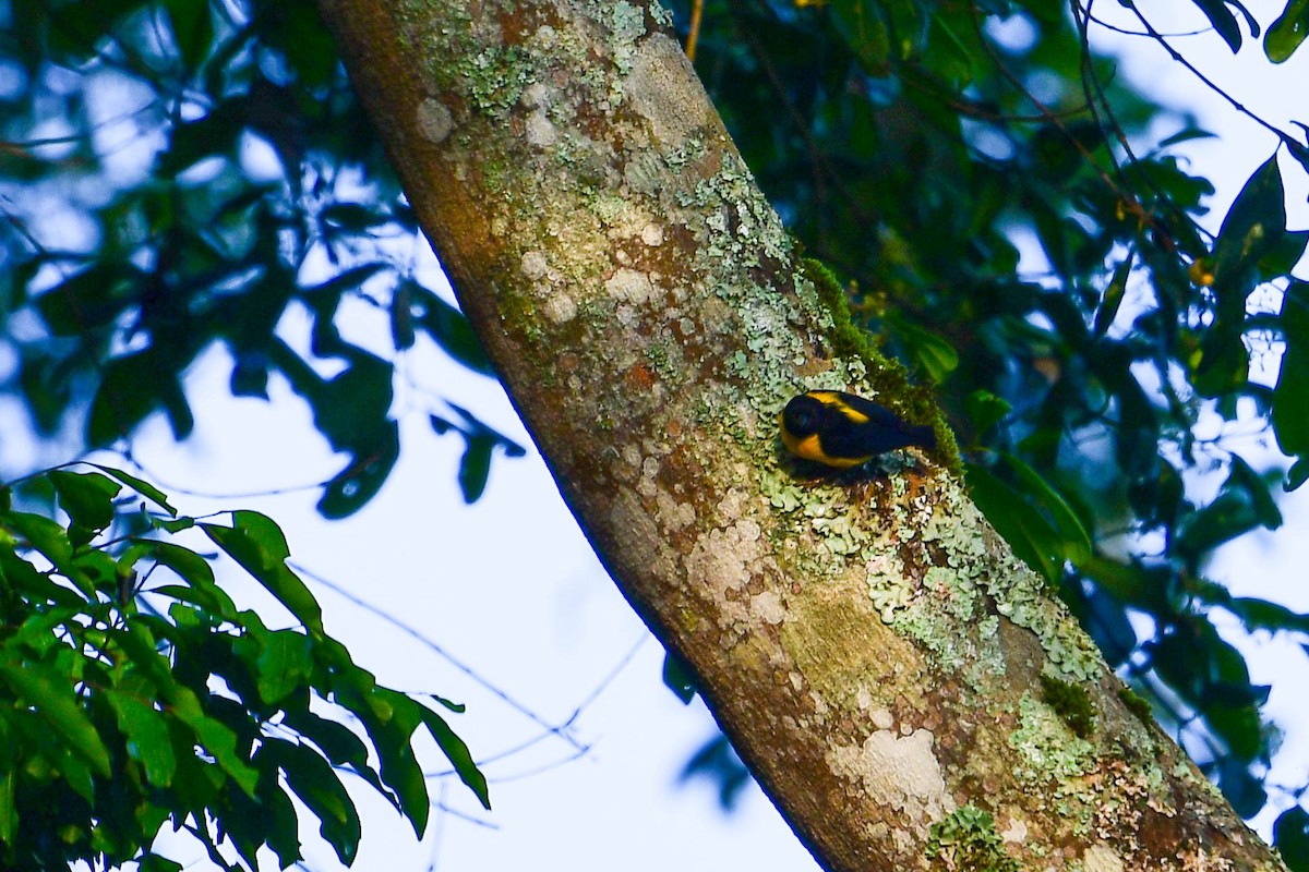 Brown-capped Weaver - ML616947886