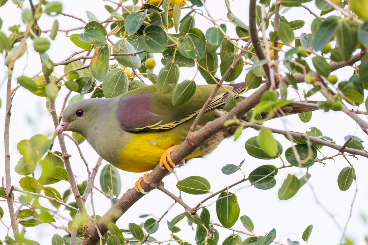 Bruce's Green-Pigeon - ML616947890