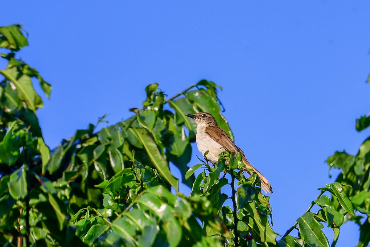 Slender-billed Greenbul - ML616947899