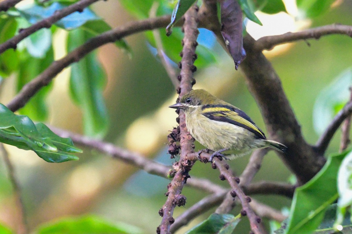 Moustached Tinkerbird - ML616947903