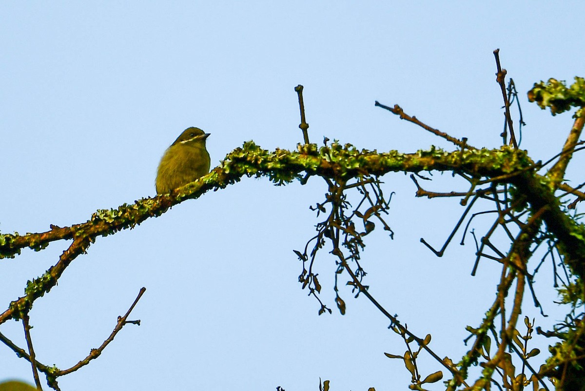 Moustached Tinkerbird - ML616947913