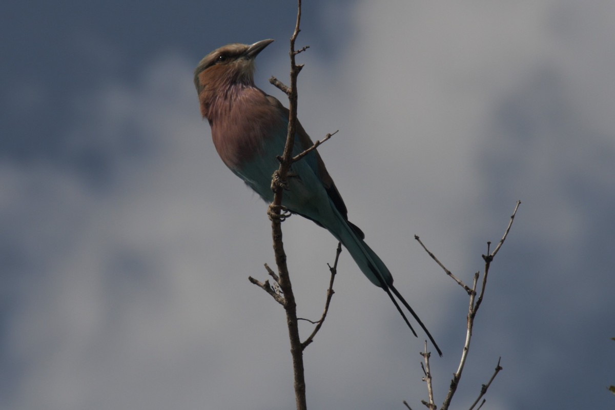 Lilac-breasted Roller - ML616947954