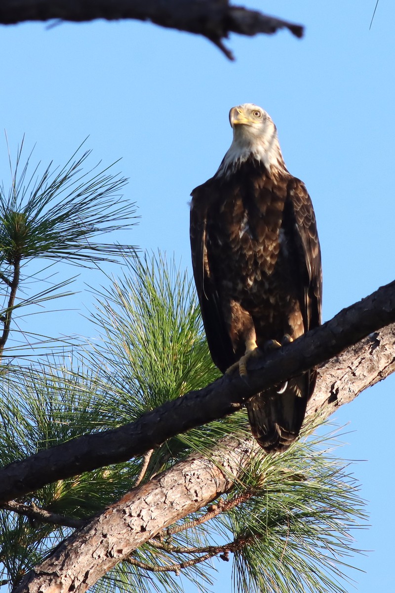 Weißkopf-Seeadler - ML616947964