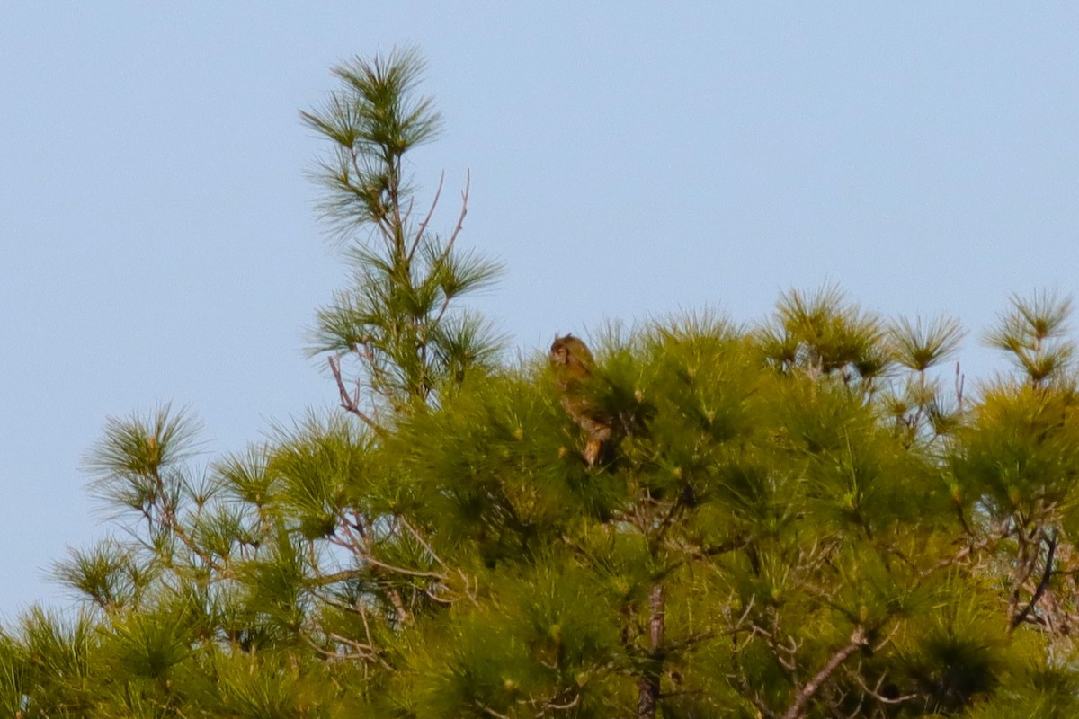 Great Horned Owl - Margaret Viens