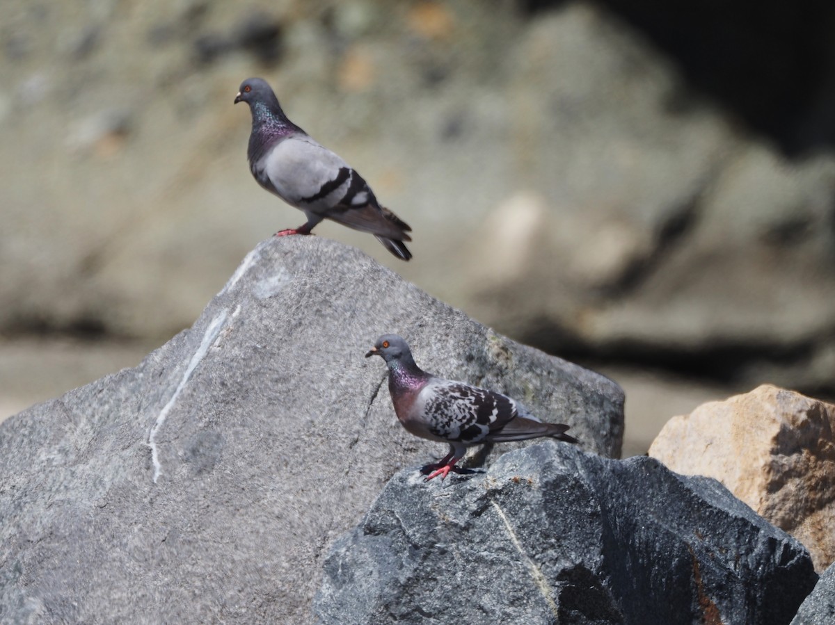 Rock Pigeon (Feral Pigeon) - ML616948009
