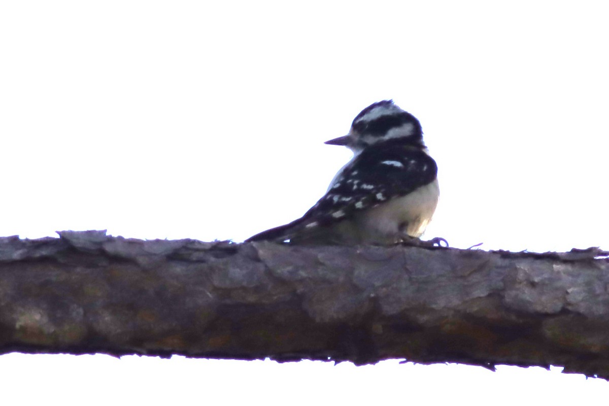 Downy Woodpecker - ML616948018