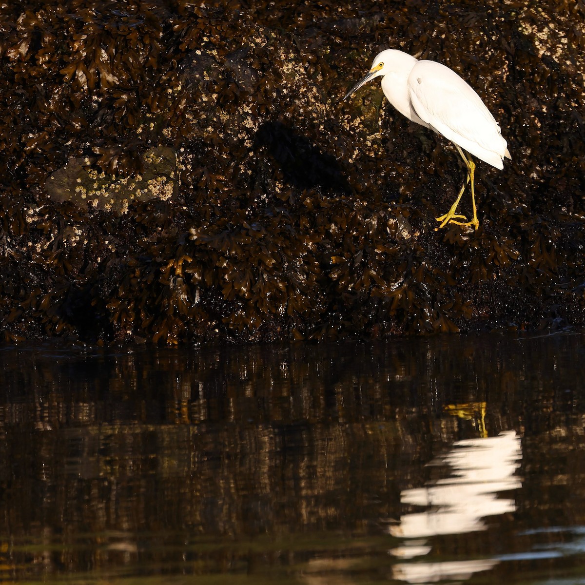 Snowy Egret - Keith Leland