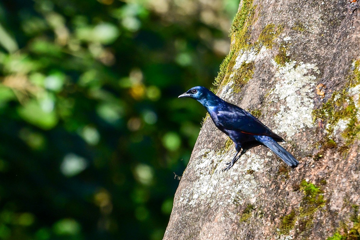 Waller's Starling - Raphaël Nussbaumer