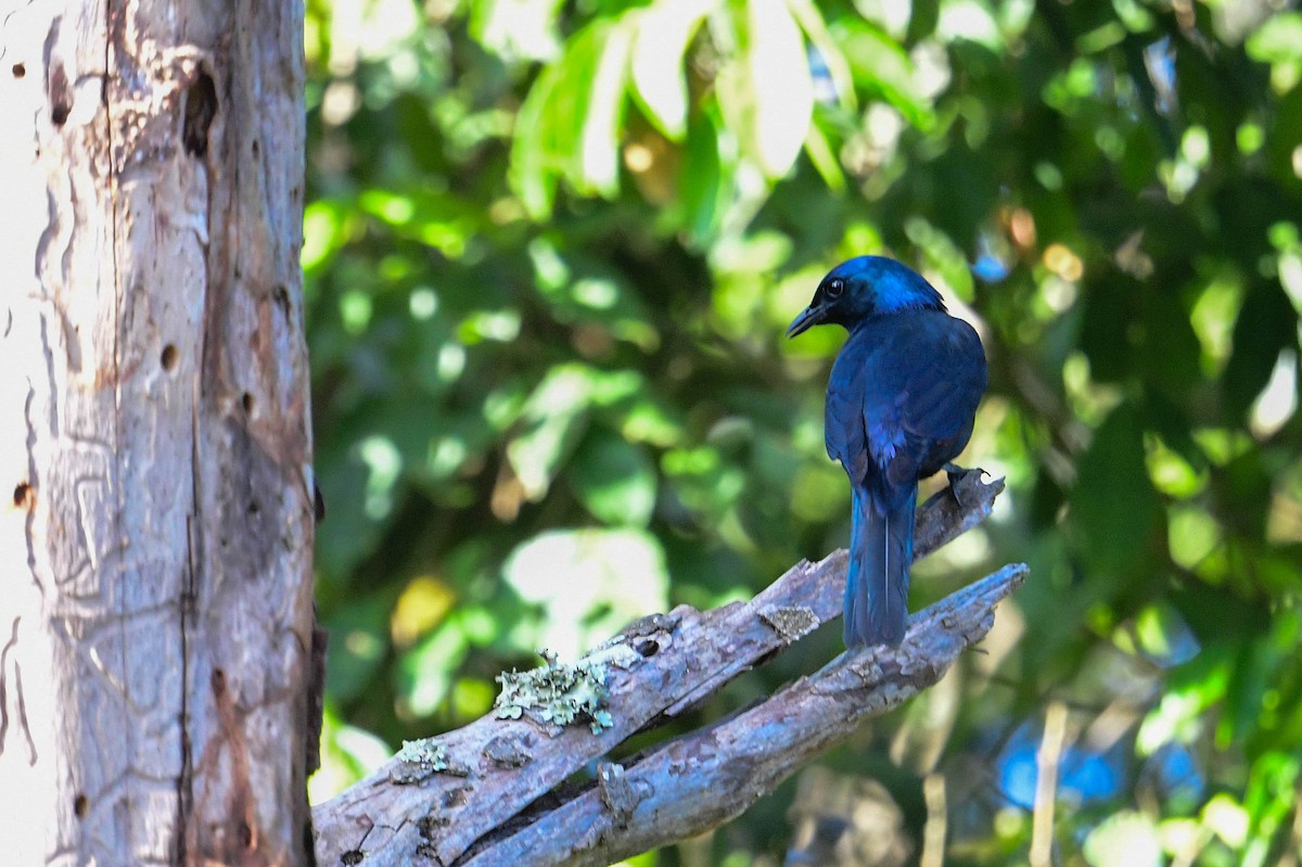 Waller's Starling - ML616948071