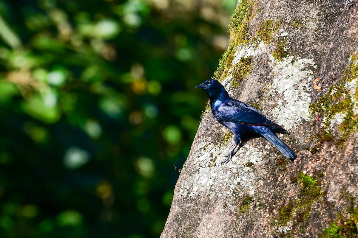 Waller's Starling - ML616948074