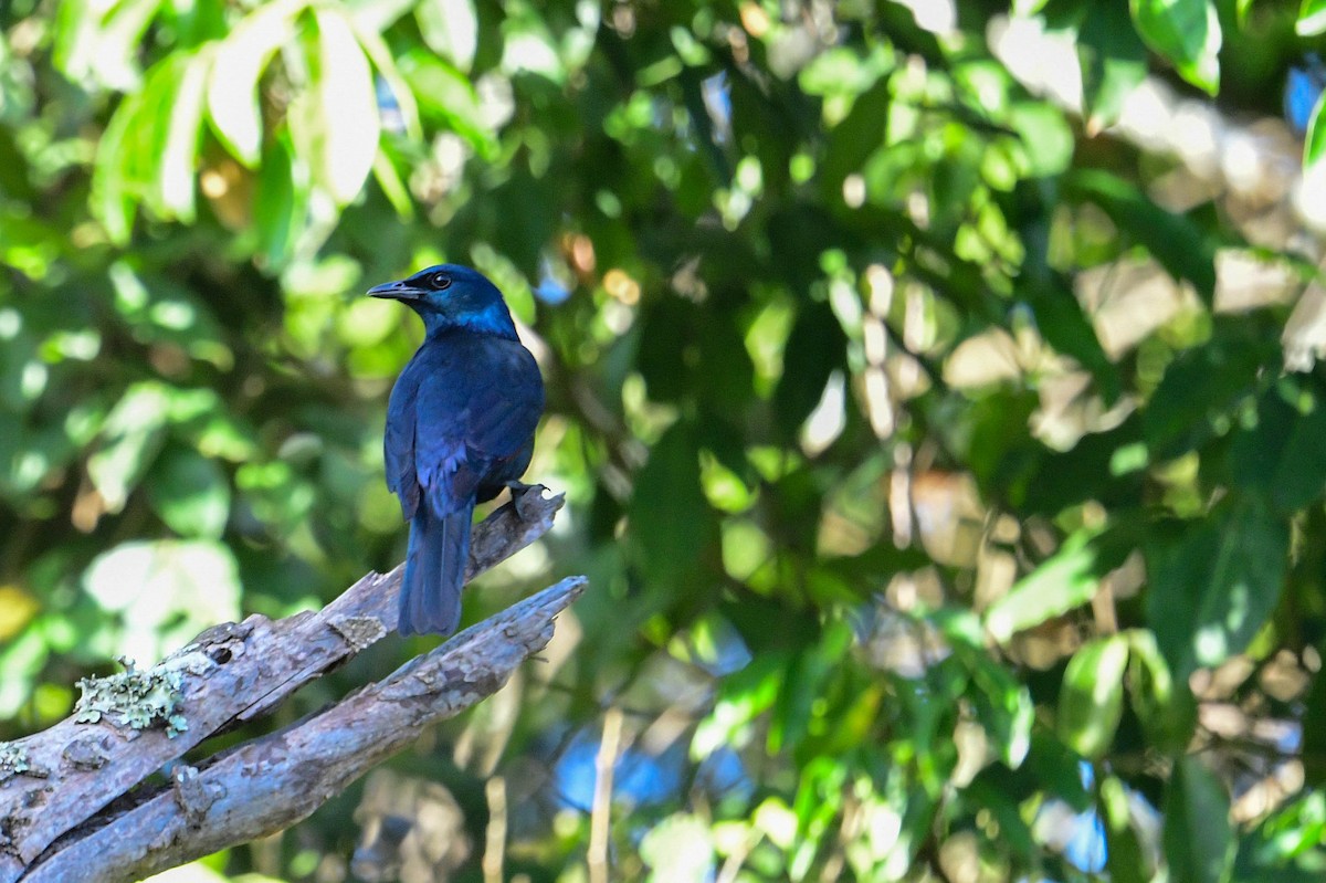 Waller's Starling - Raphaël Nussbaumer