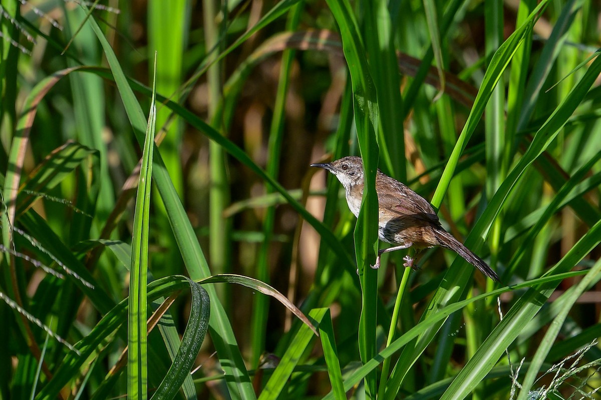 Highland Rush Warbler - ML616948083