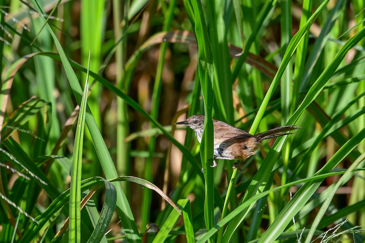 Highland Rush Warbler - ML616948084