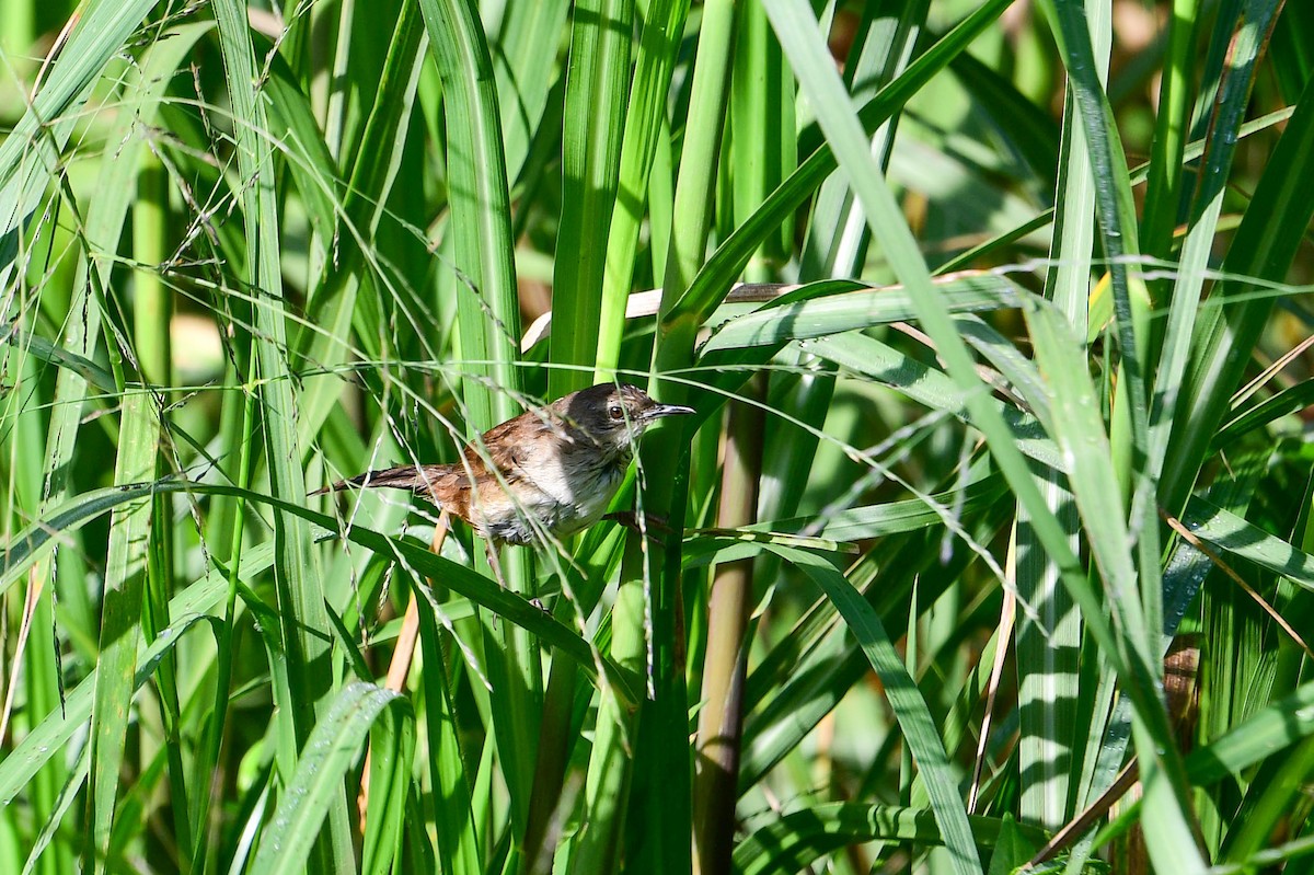 Highland Rush Warbler - ML616948085