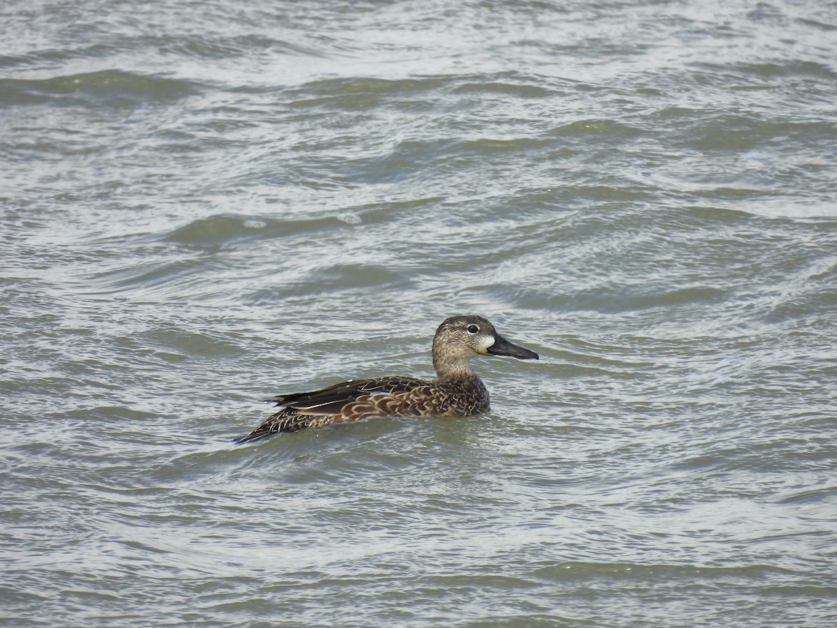 Blue-winged Teal - Kathleen Dvorak