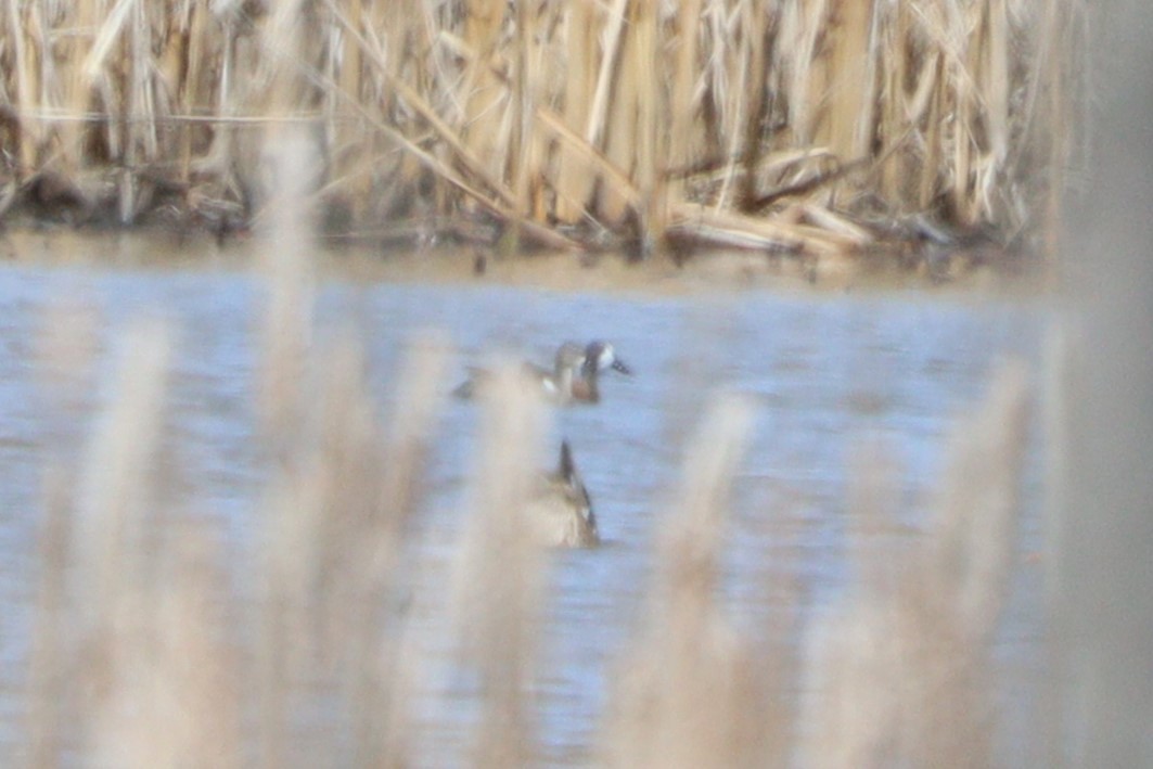 Blue-winged Teal - ML616948104