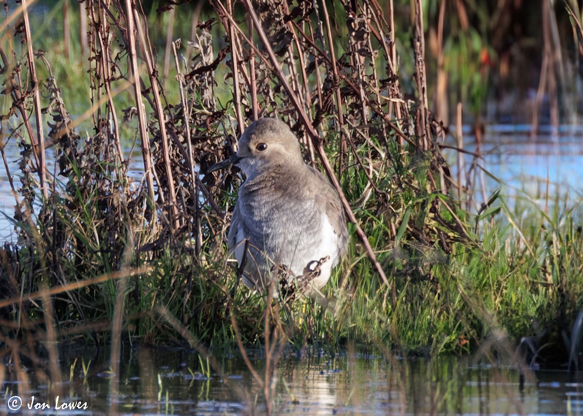 White-tailed Lapwing - ML616948113