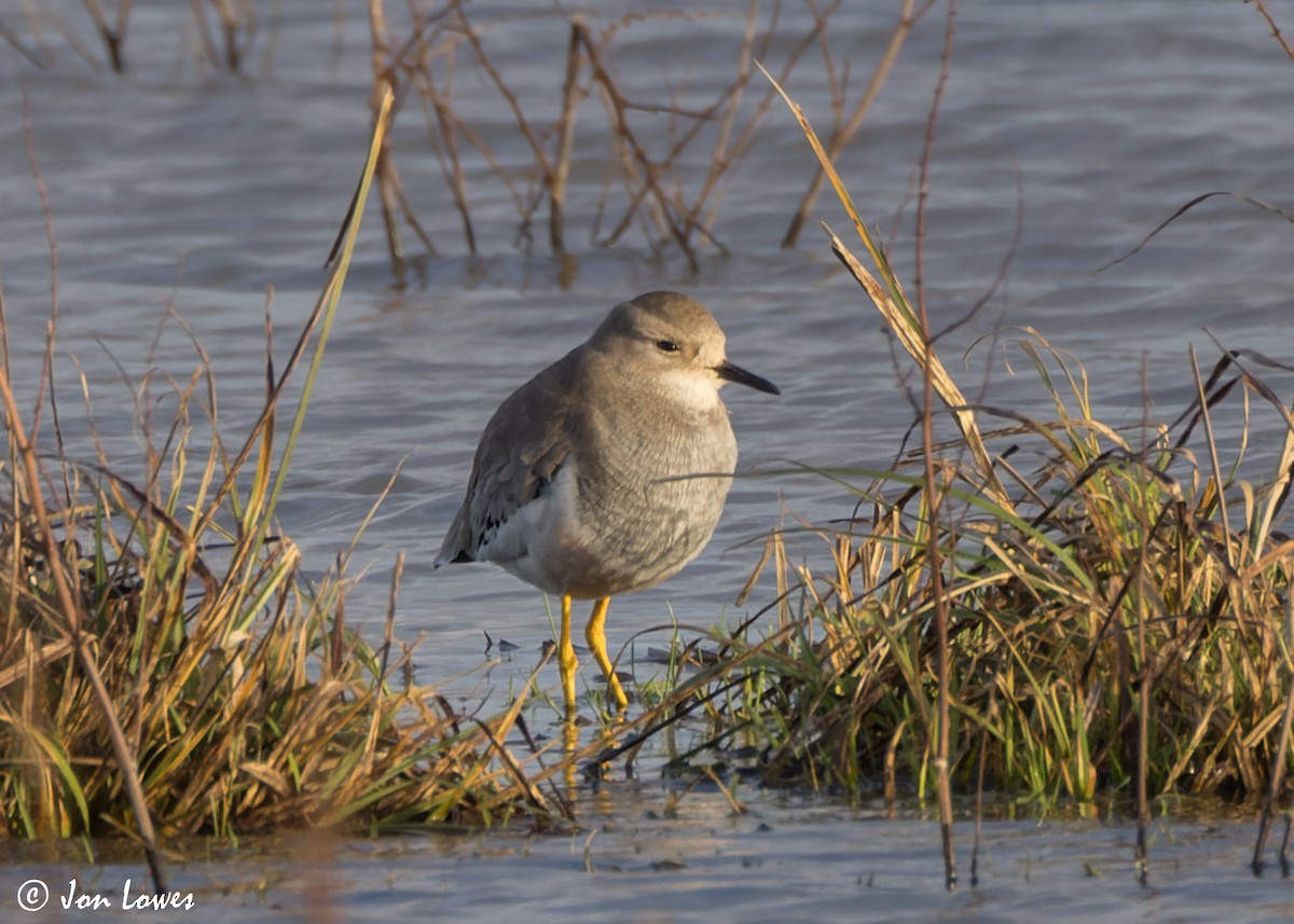 White-tailed Lapwing - ML616948129