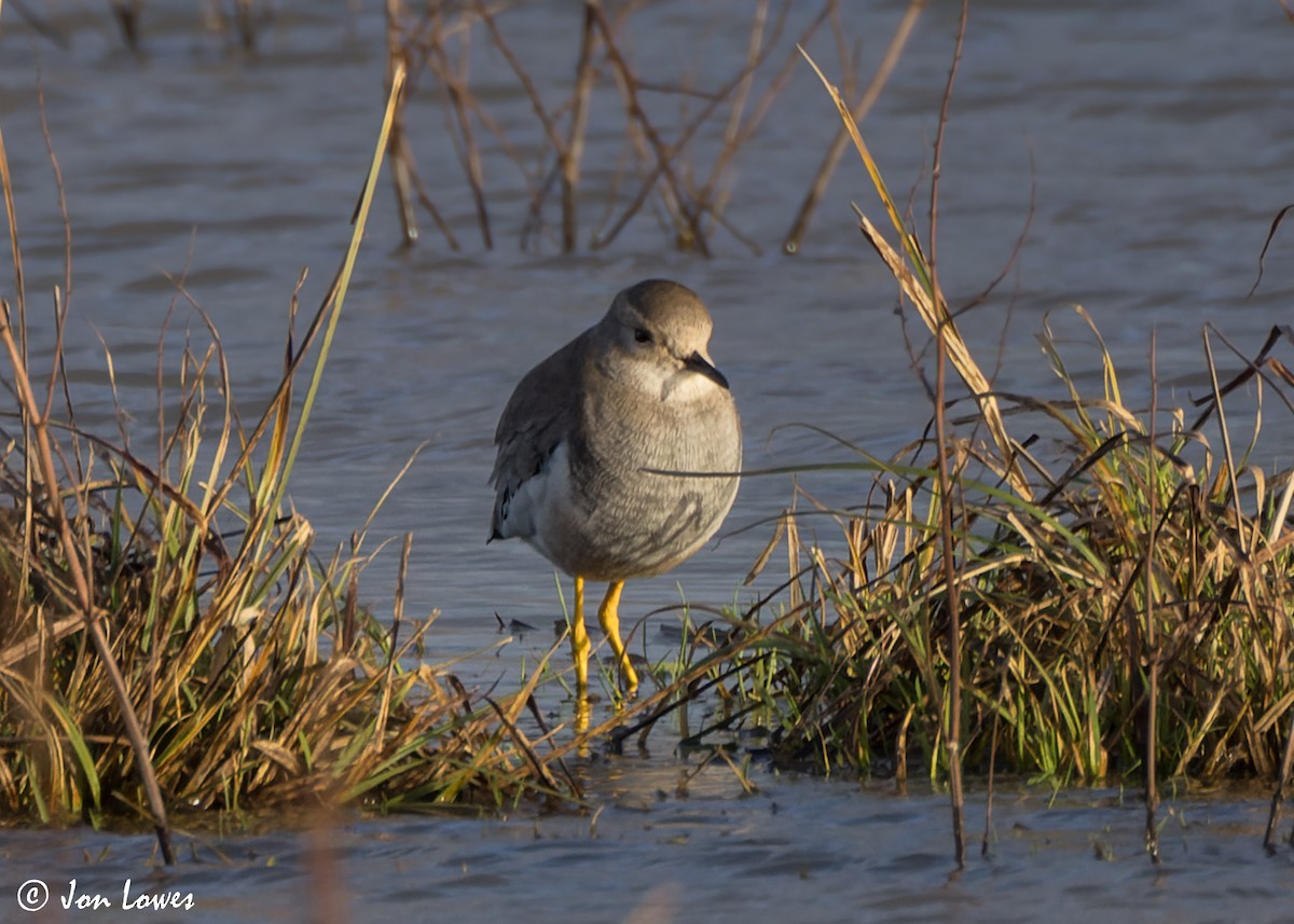 White-tailed Lapwing - ML616948130