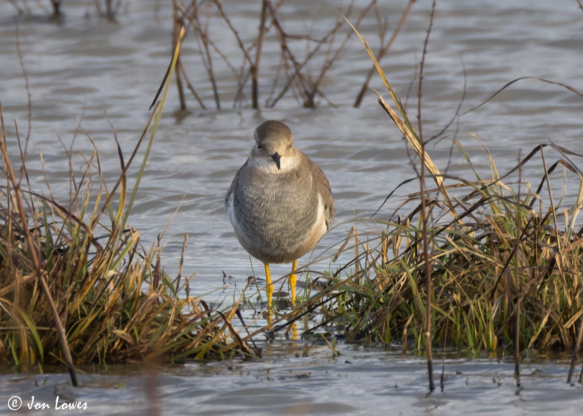 White-tailed Lapwing - ML616948136