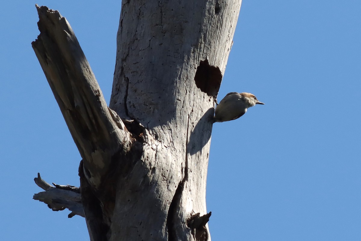 Brown-headed Nuthatch - Margaret Viens